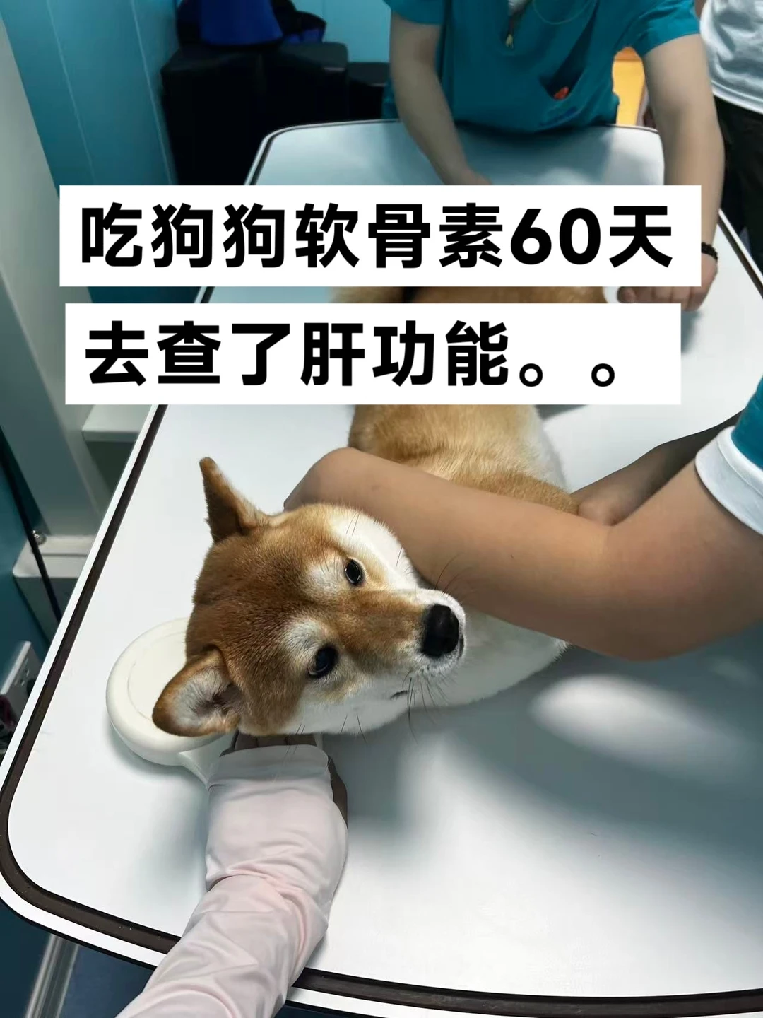 狗狗软骨素停喂15天，肝功能检查后续…