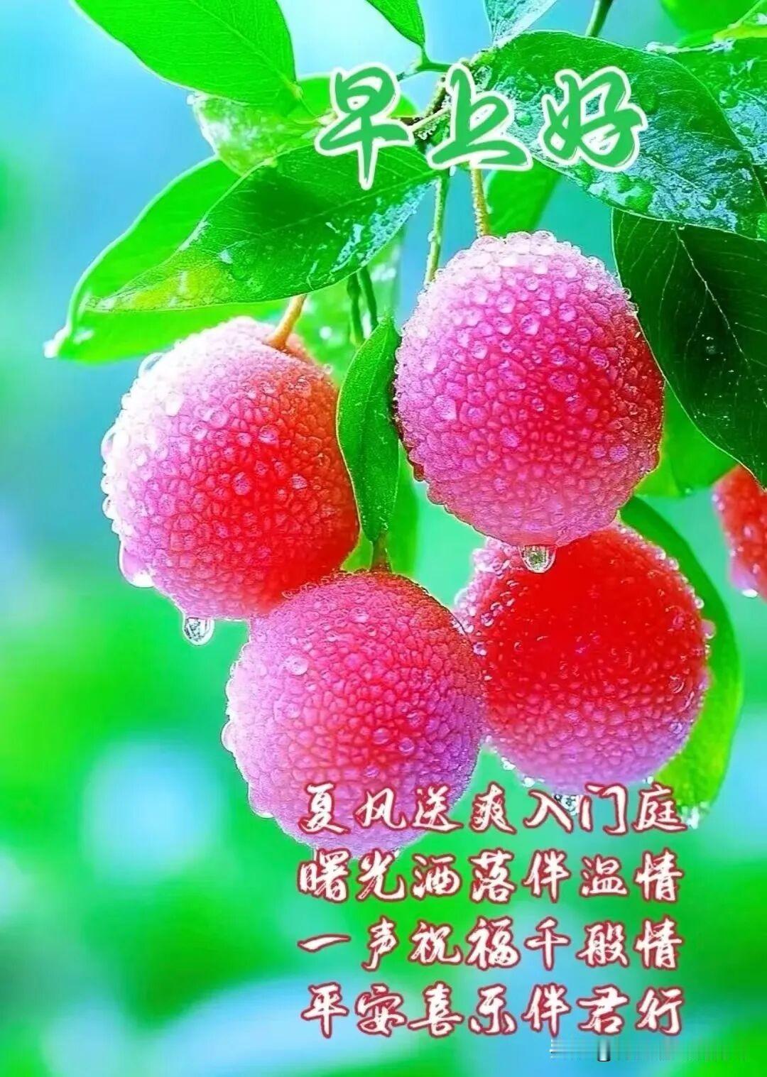 2026/06/22/（农历五月初八）星期一早安！清晨好，露珠晶莹的杨梅等你来尝