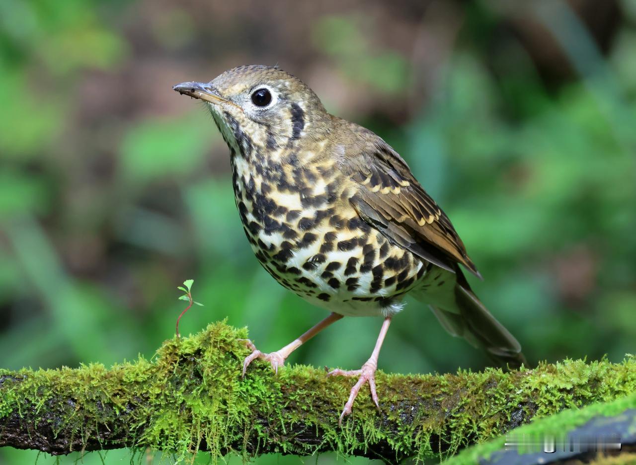 这个鸫鸫很特别！
宝兴歌鸫是我中华特有鸟种，肚皮上的斑纹仿佛构成了一幅山水画卷，