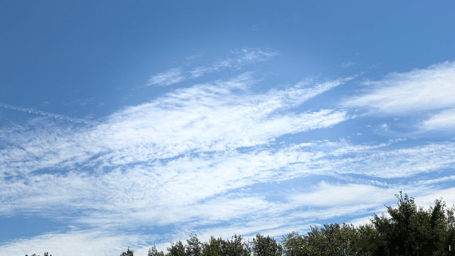 今日份的树木与天空～ ​​​