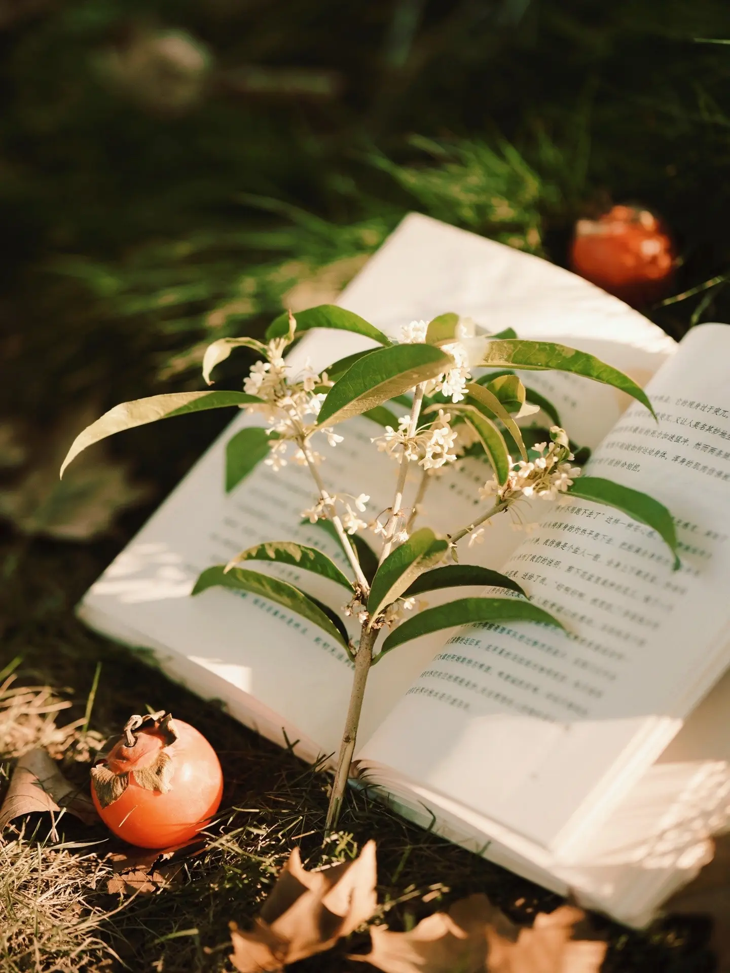 又一年秋天｜拍出文艺氛围感。来到最爱的季节 期待有阳光的日子 / 秋日...