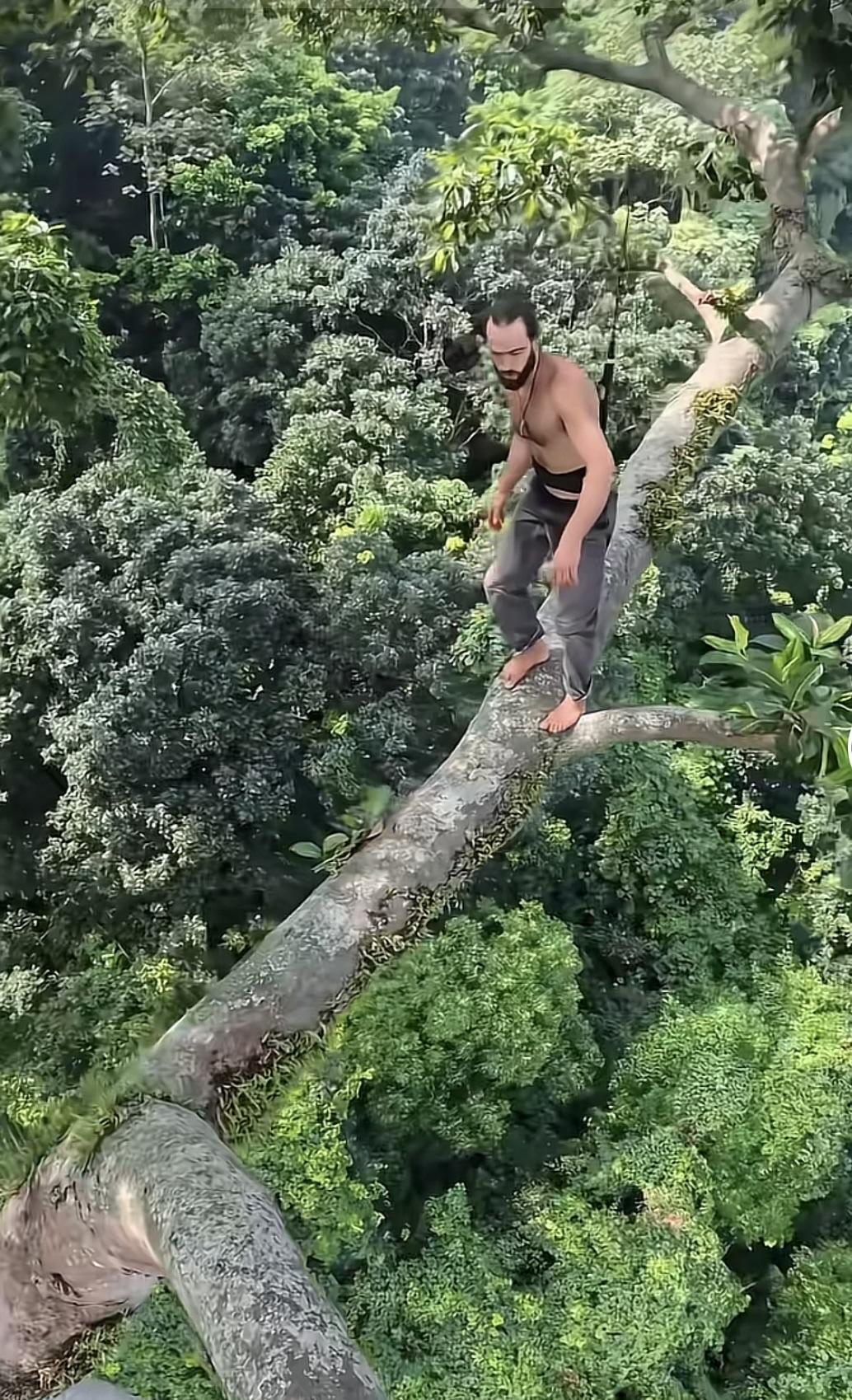 返祖现象，正常人都干不出这样的事，把自己当猴子了。

这颗是网红树吗？为什么每次