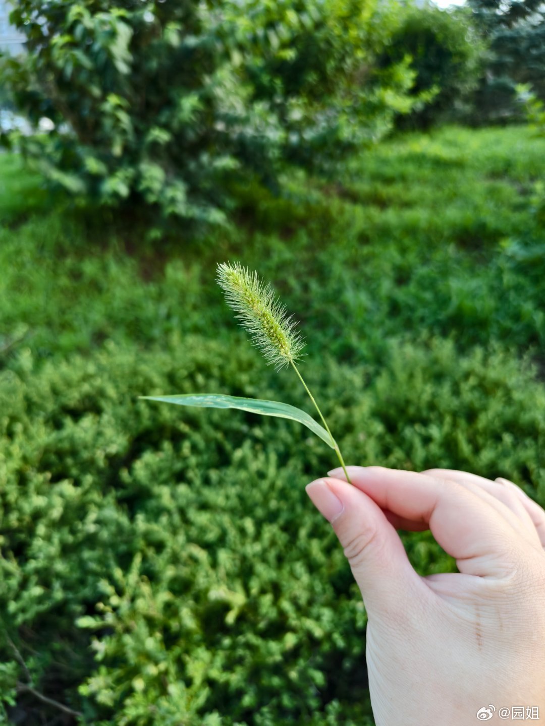 海胆弟弟说:妈妈这什么草？我回答:狗尾巴草弟弟问:那狗呢[允悲]怎么就剩下尾巴啦