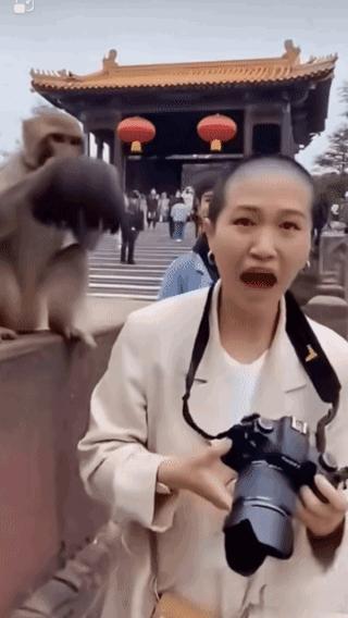 猴爷爷，
快把假发还给我！
这么多人，
你让我丢人现眼，
我又没招你惹你，
干吗