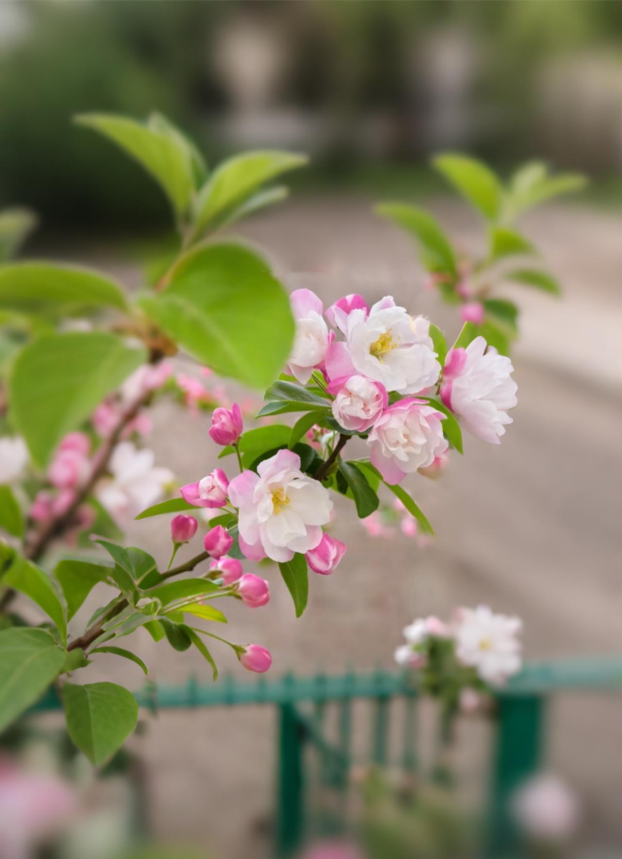 走在小区的路上，忽然被这枝海棠绊住了脚。
 
粉白的花瓣层层叠叠，像姑娘们刚熨平