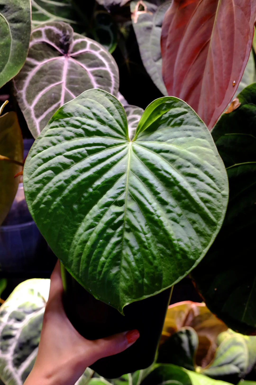 我的老派花烛们