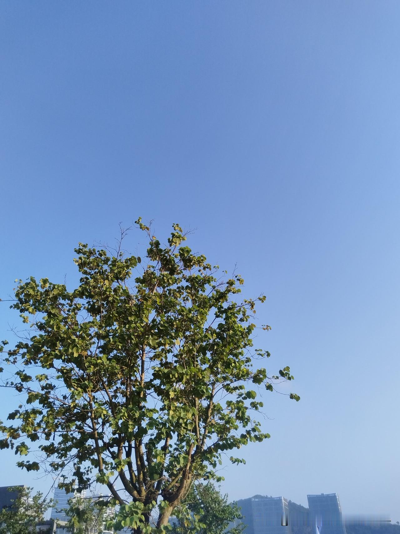 早安！开心的一天开始了，晴空万里，好心情，出发吧！
在这美好的清晨，我迈着轻快的