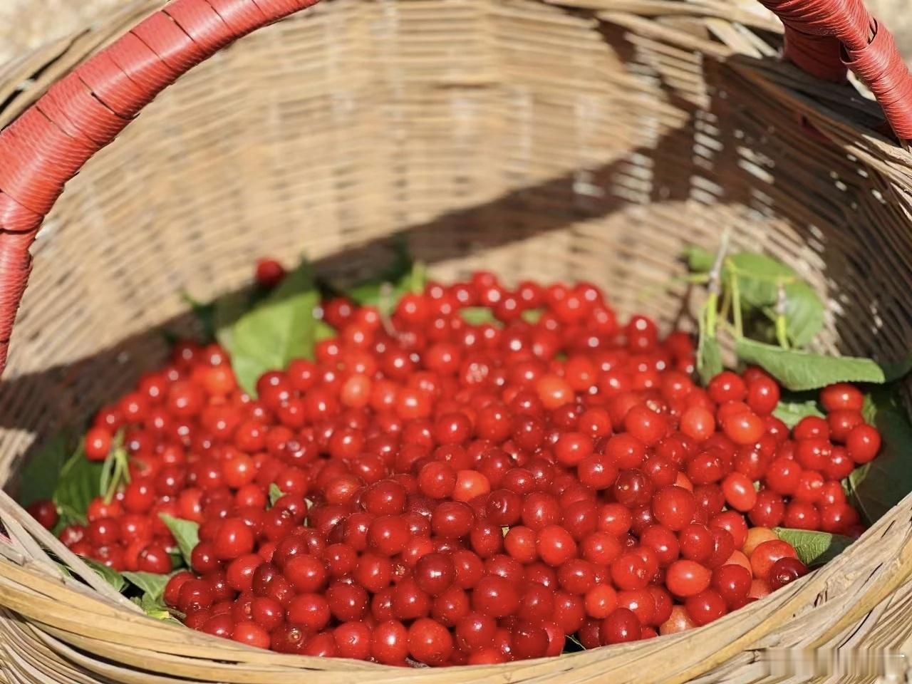 老式水果为何消失了家乡路透樱桃🍒熟了，酸酸甜甜的，还是小时候的味道，可好吃了，