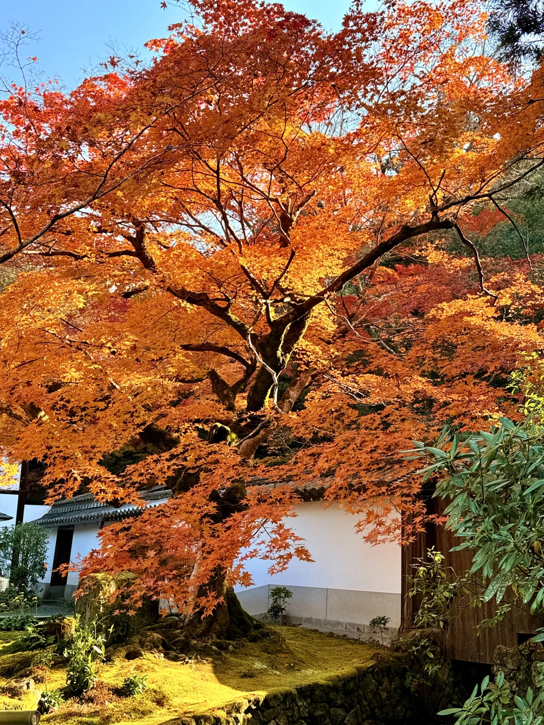 Live图12.3南禅寺永观堂枫叶实况🍁美到失语