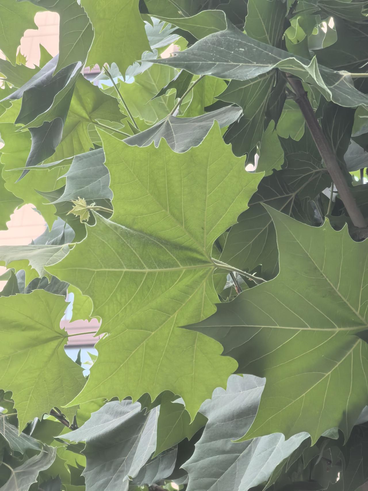 绿意盎然的树叶，阳光透过缝隙洒下斑驳光影。