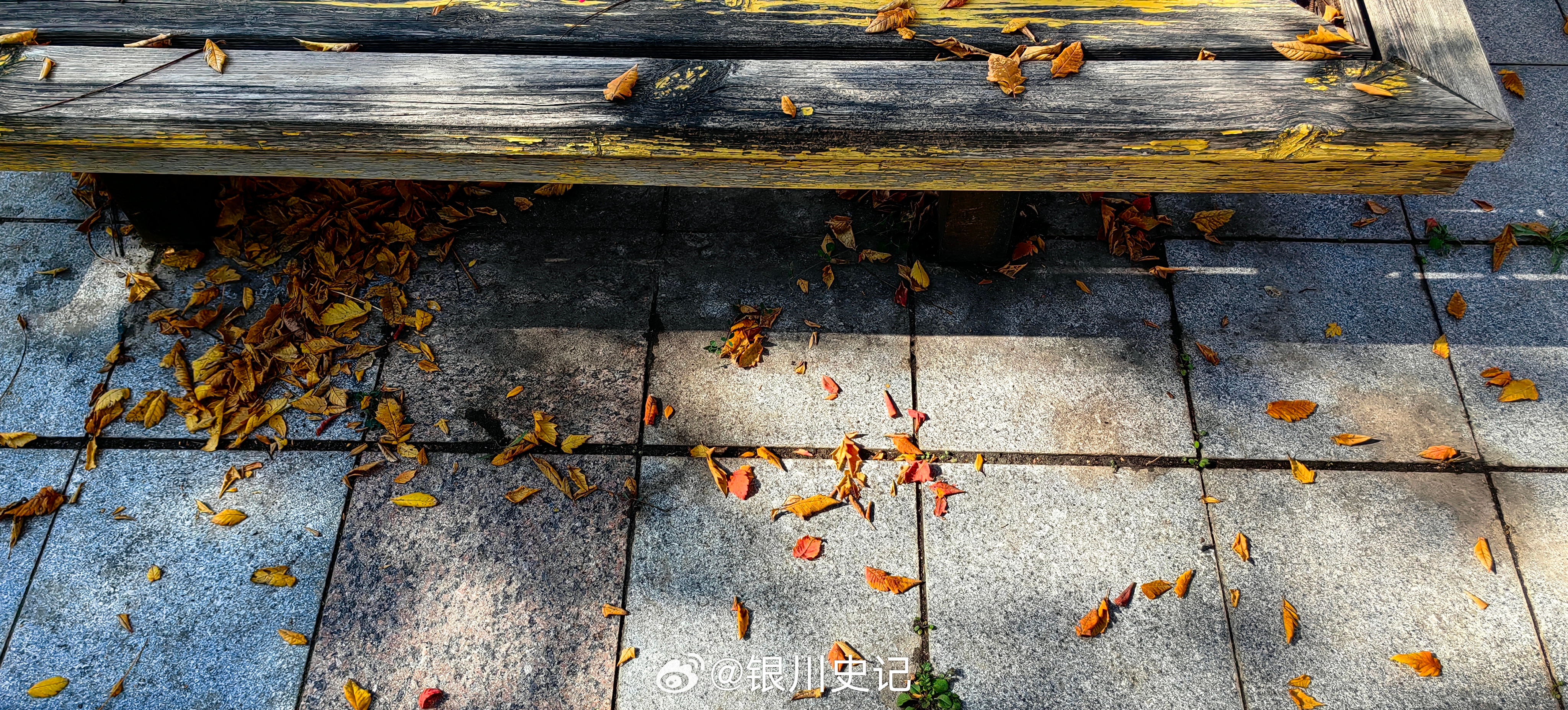 秋天的叶子黄了，落在地上，与光同在。随手拍[超话]秋天银川史记  ​​​