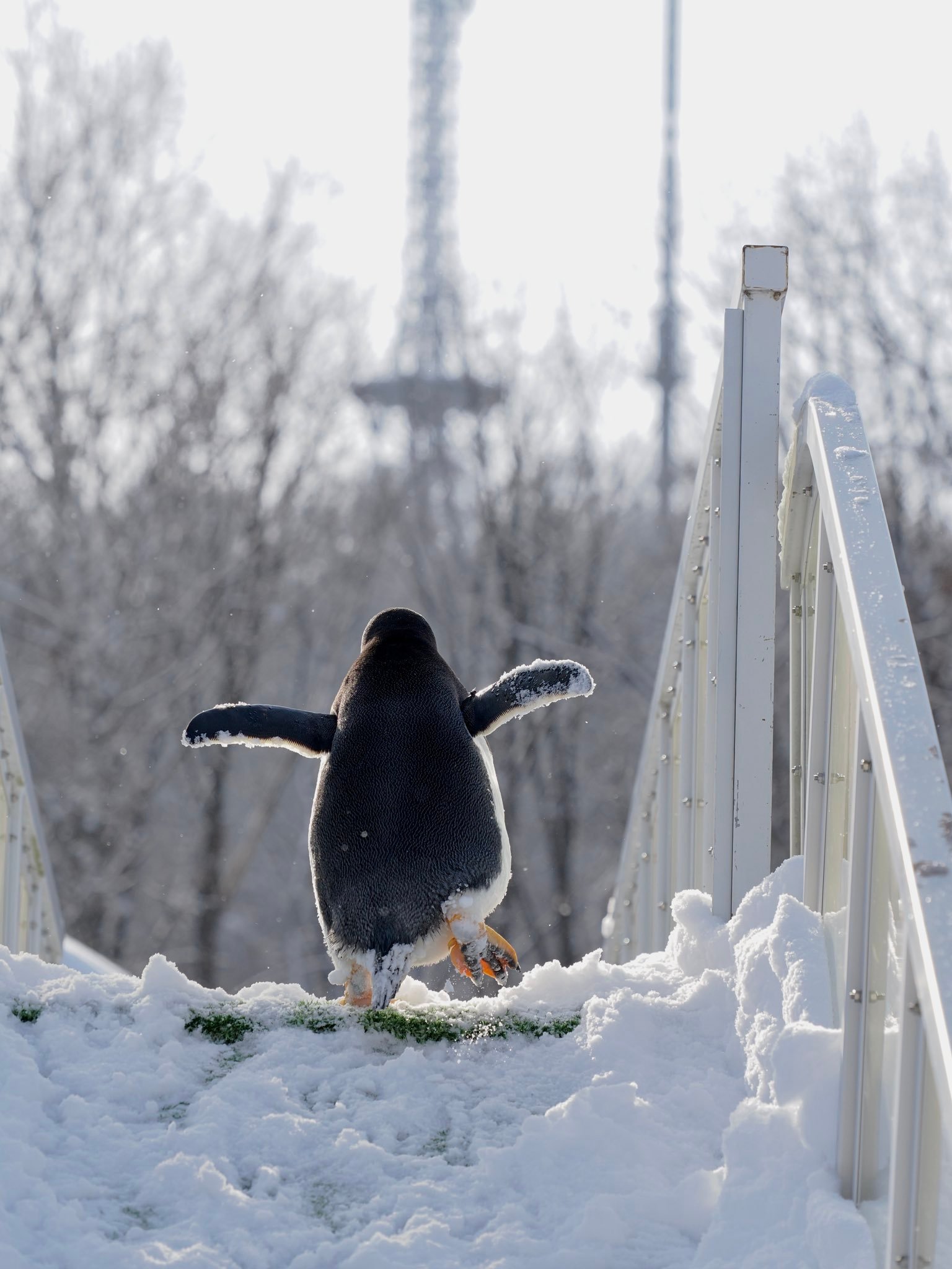 企鹅 这孩子~上个班都这么开心【推主しらたき摄于旭山动物园】 