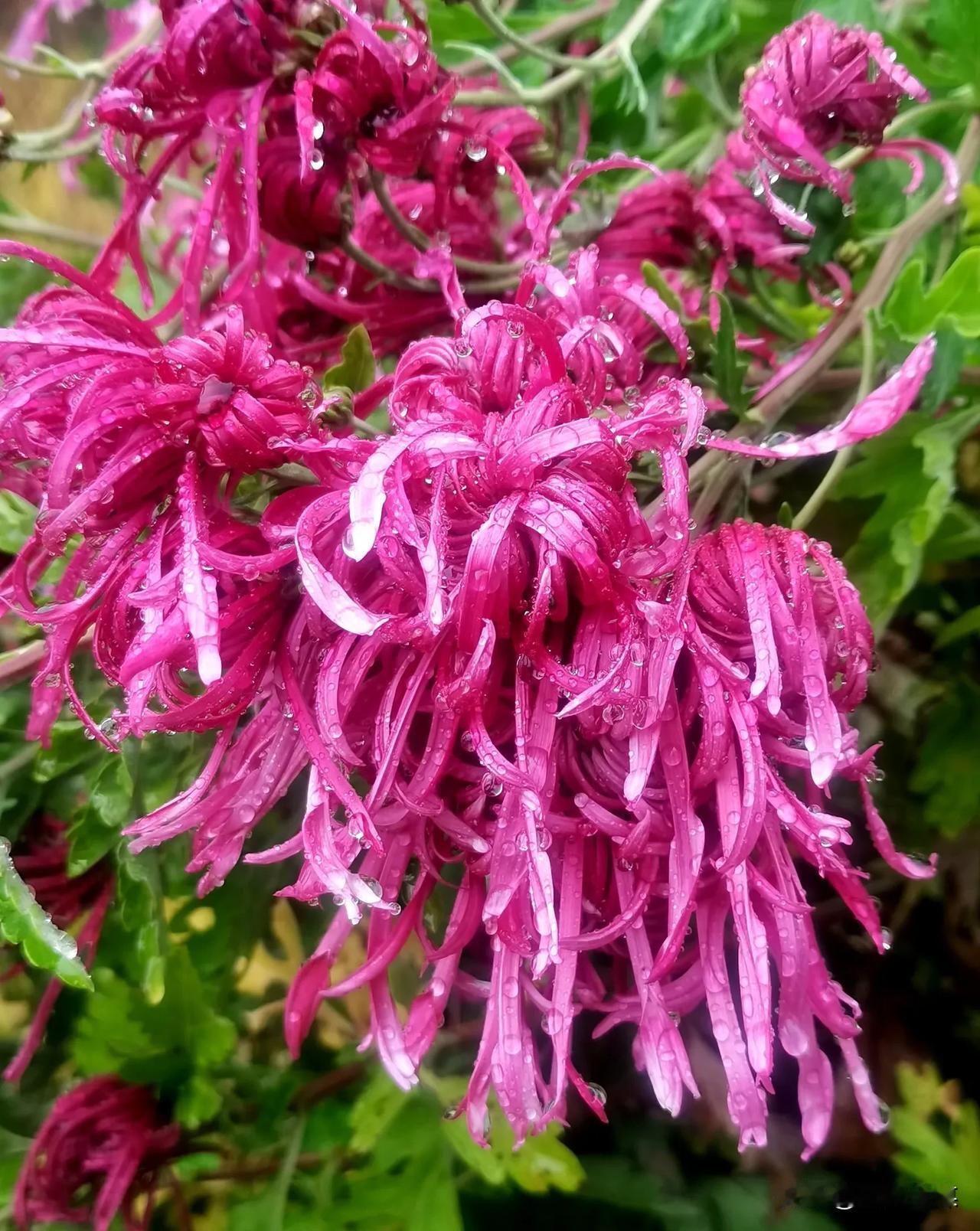 雨后初晴，菊花如出水芙蓉，美不胜收！🌸🌹💐菊花美景随拍 随手拍秋季菊花 随