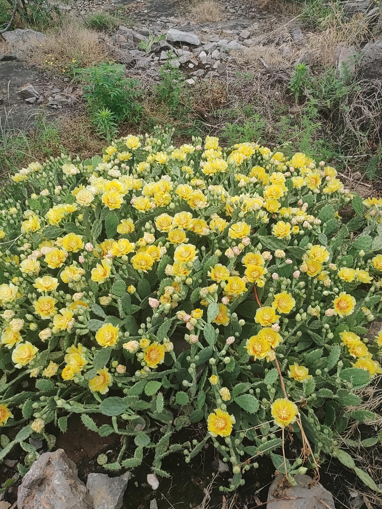 昨天在山亭区山里发现两片野生仙人掌，没想到温带地区能有那么大片仙人掌。