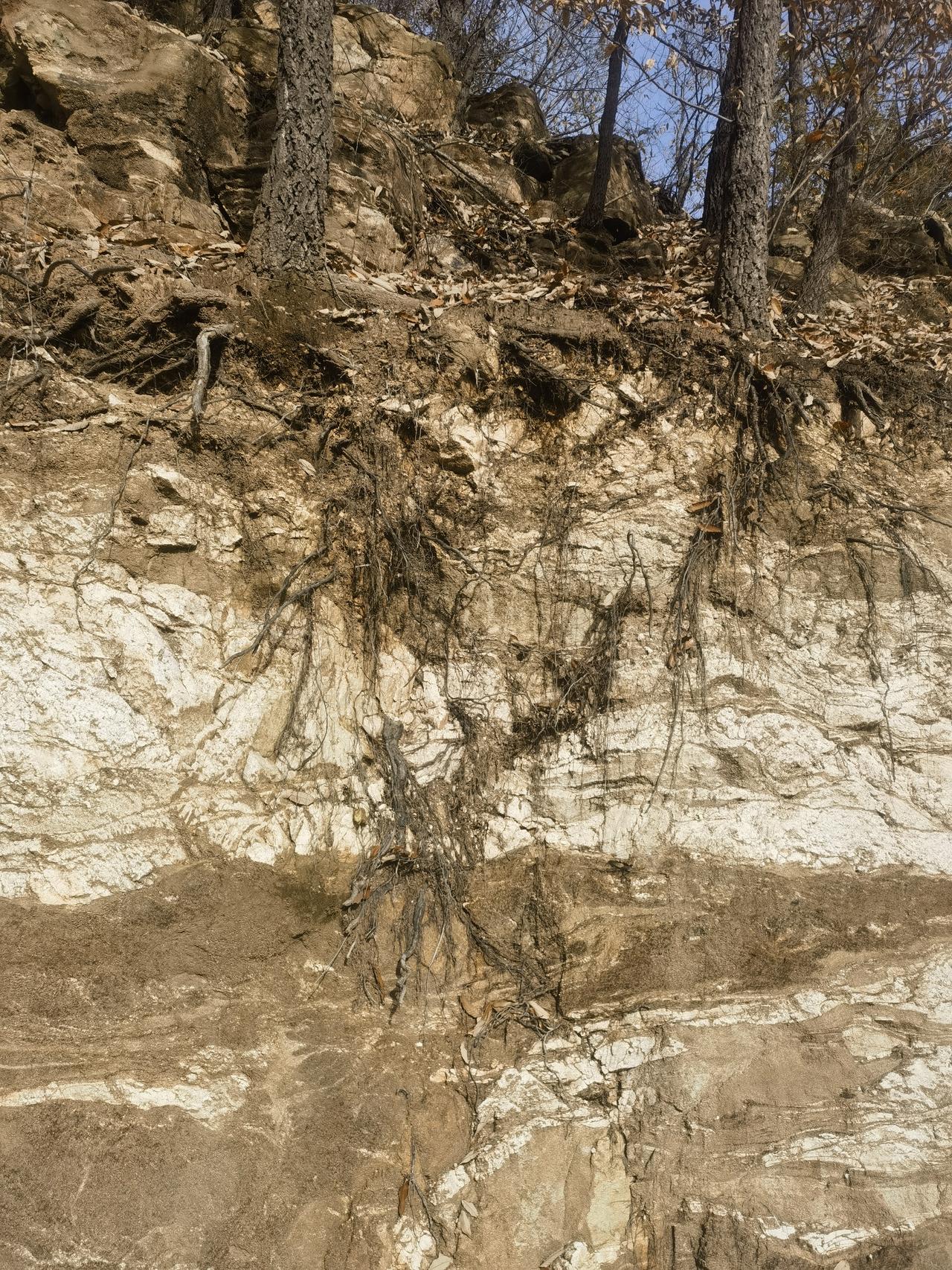 今天劈开石头，才见识到山上的树有多顽强，树根竟深深扎进了石头里。这让我想到，自然