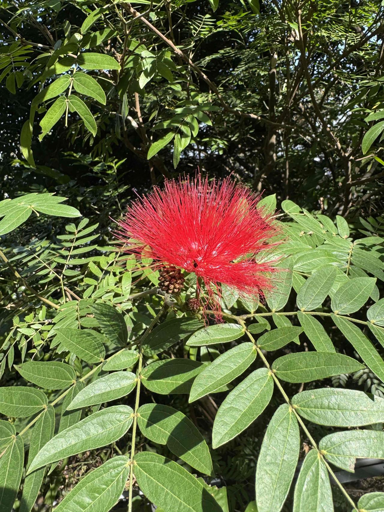 绿叶簇拥间，朱缨花热烈盛放，像在说：人生别惧埋没，沉淀够了，自会在事业与生活里，