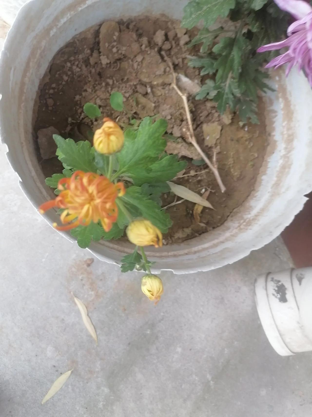 秋天的花朵