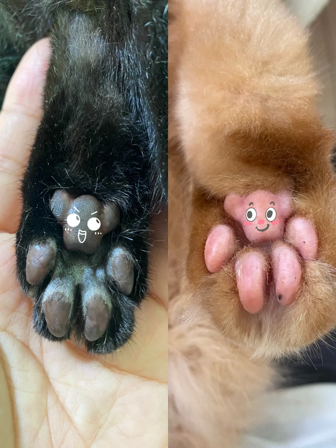给猫咪剃了脚底毛，获得了黑色和粉色小熊🤭