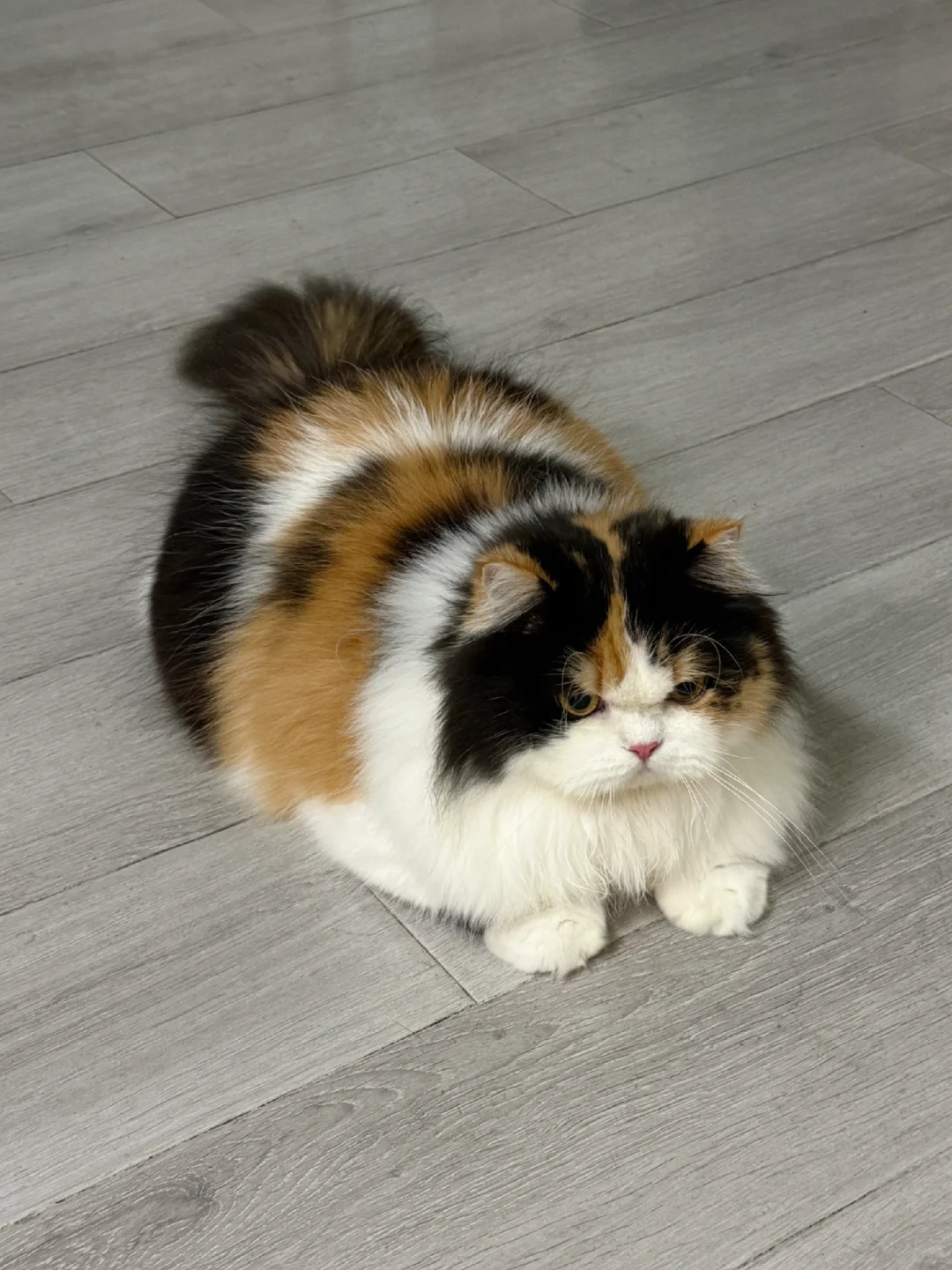 🐱：生气了但不说，让妈猜