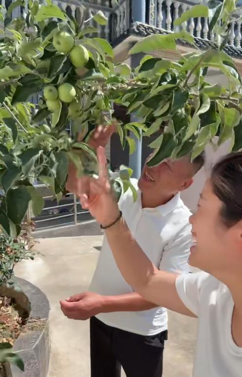 笑死了！河南一男子网购了一棵车厘子苗，回家后跟伺候宝贝一样，又是松土又是施肥。谁