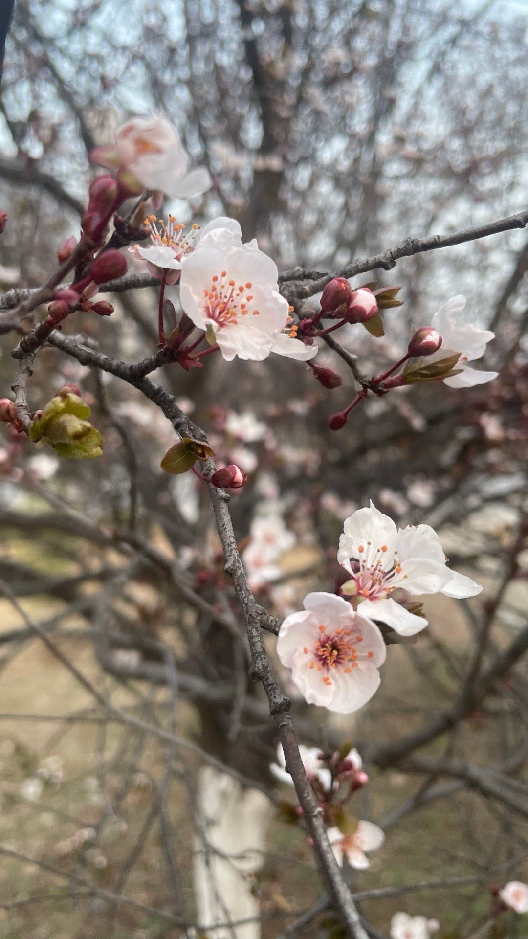 素未谋面仅聊天的朋友一切安好 