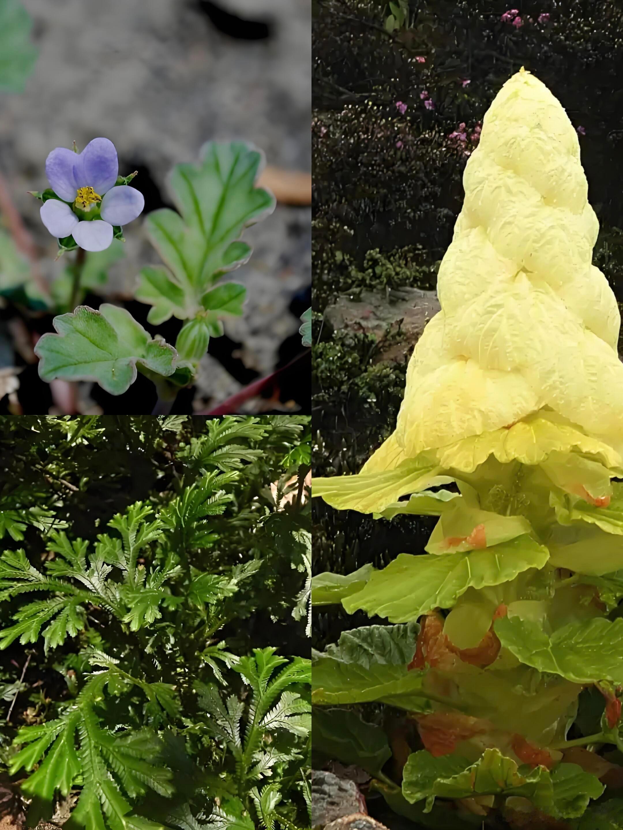 奇妙生物圈植物科普 ✨ 植物界生存大师！3种逆天改命的神操作1. 尖喙牻牛儿苗｜
