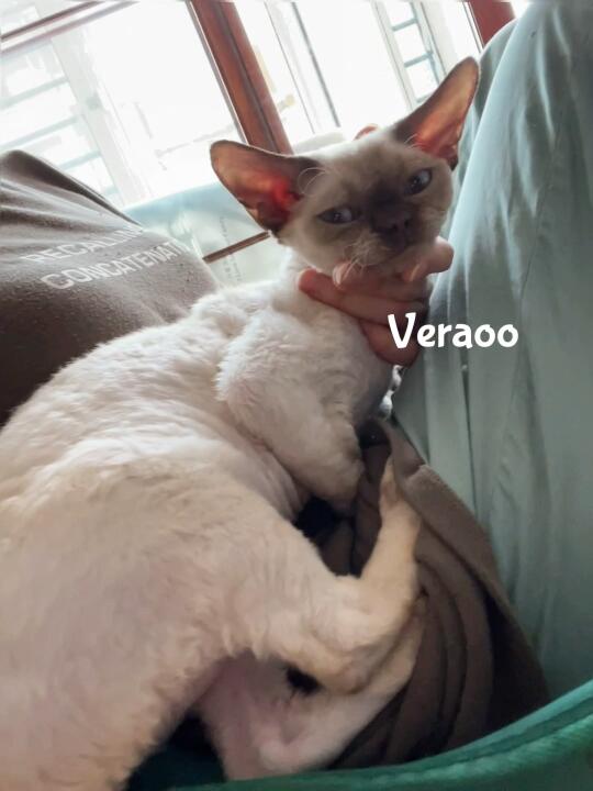 欢迎Veraoo家的三公子Nathan🎊｜德文卷毛猫