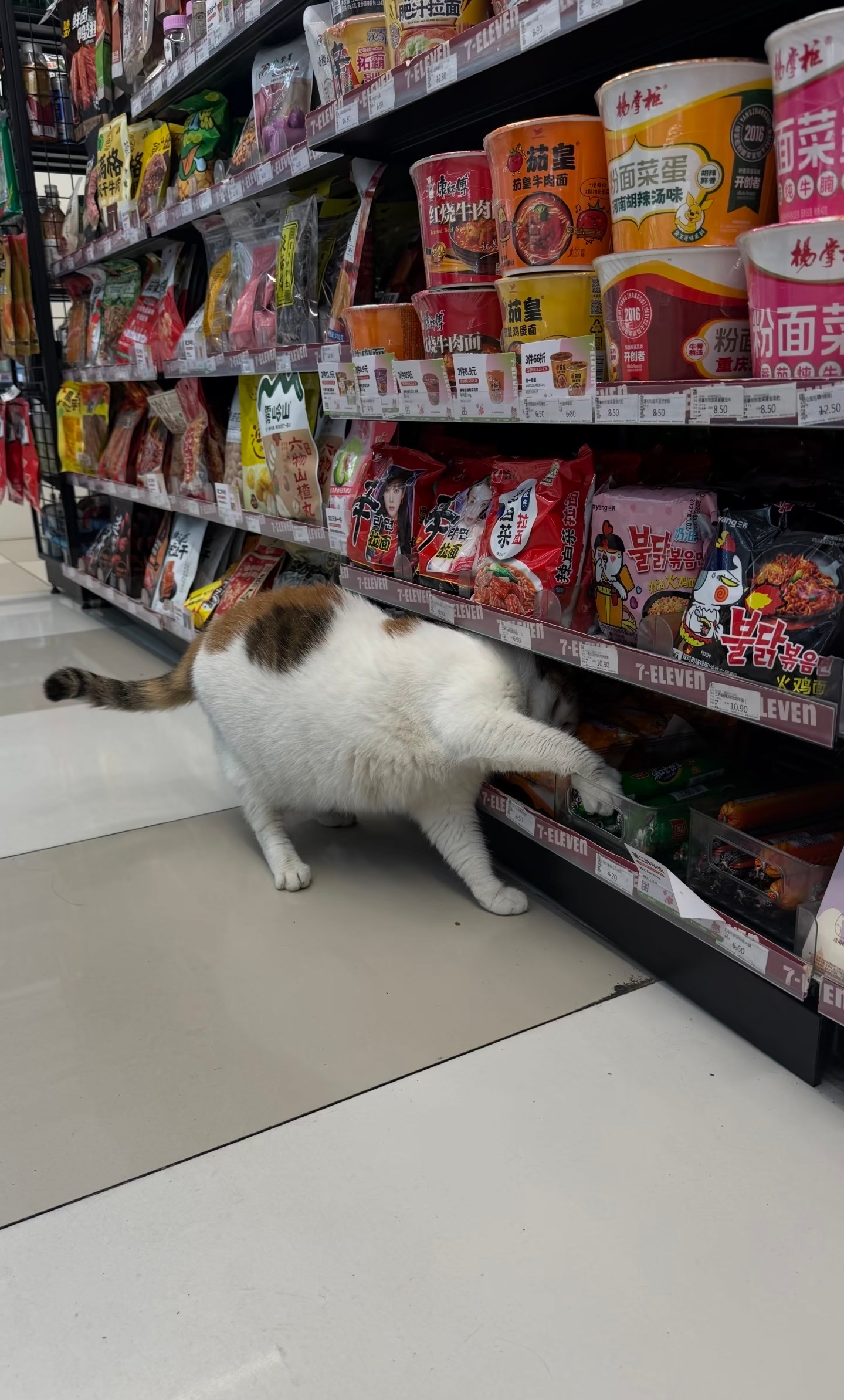 小猫偷火腿肠被抓包了 