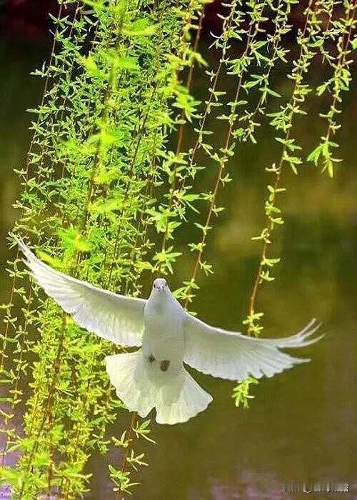 1.春眠不觉晓，处处闻啼鸟。
2.2.谁言寸草心，报得三春晖。