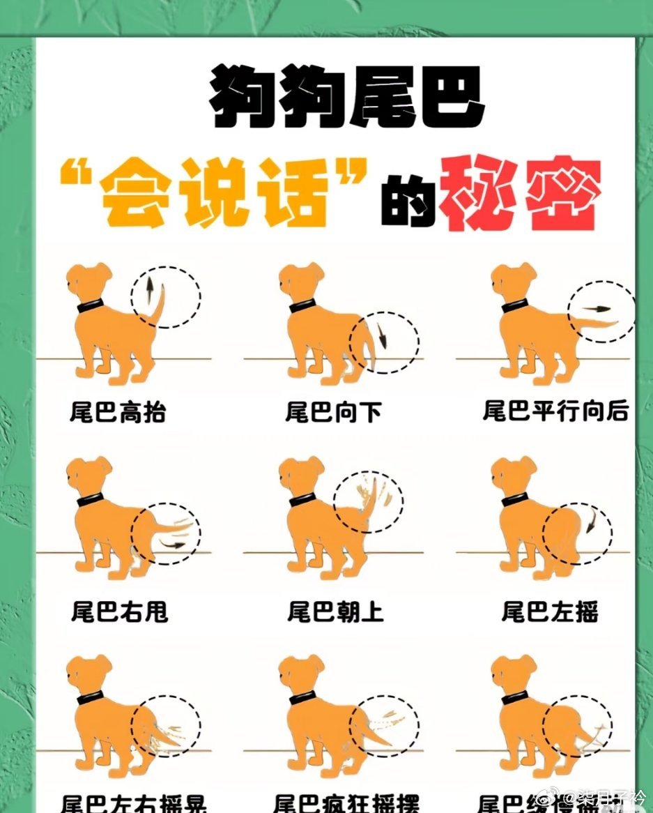 狗狗尾巴暗藏“情绪密码”，速来解密！家人们，狗狗的尾巴简直就是它们内心情绪的“精
