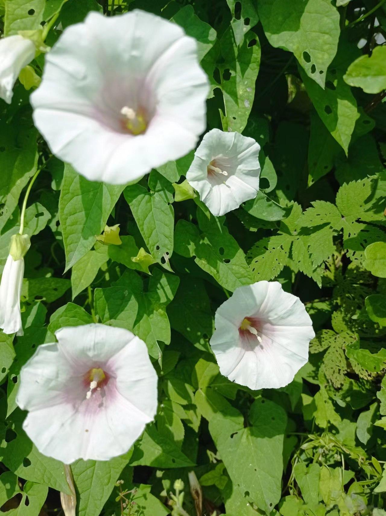 在四川见到开白花的打碗花(鼓子花)，图二是北大荒的打碗花(小旋花)，图三是北大荒