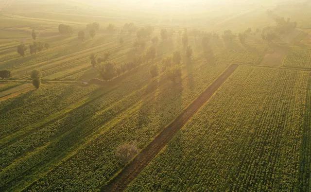 大地欢歌又一年，
金蛇飞舞绣鸿篇。
新元祈愿安康伴，
五谷丰登果满园。