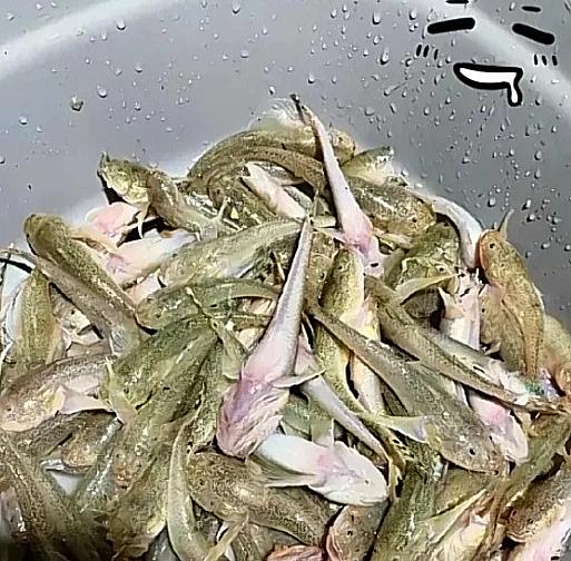 我爸的“野钓神话”，被网友一句话干得稀碎！
周末我爸说去河边甩两杆，结果扛回半桶