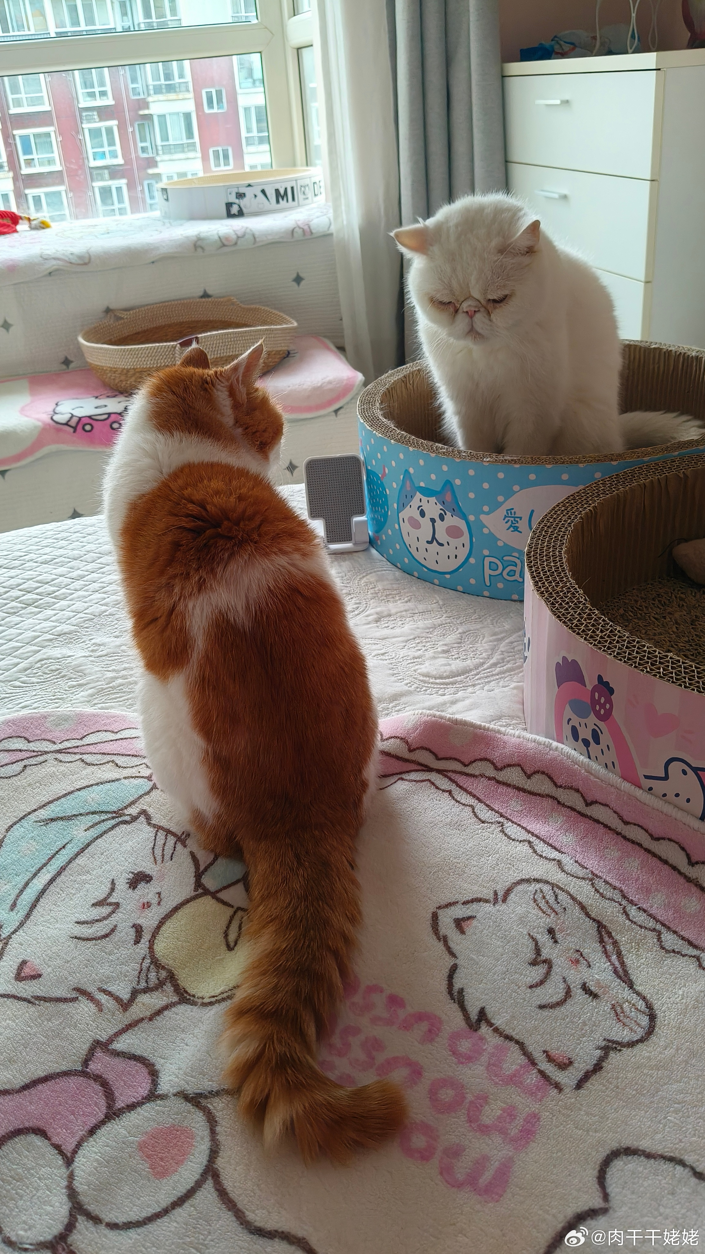 护士长在给马路讲课:猫之初，性本善…… ​​​