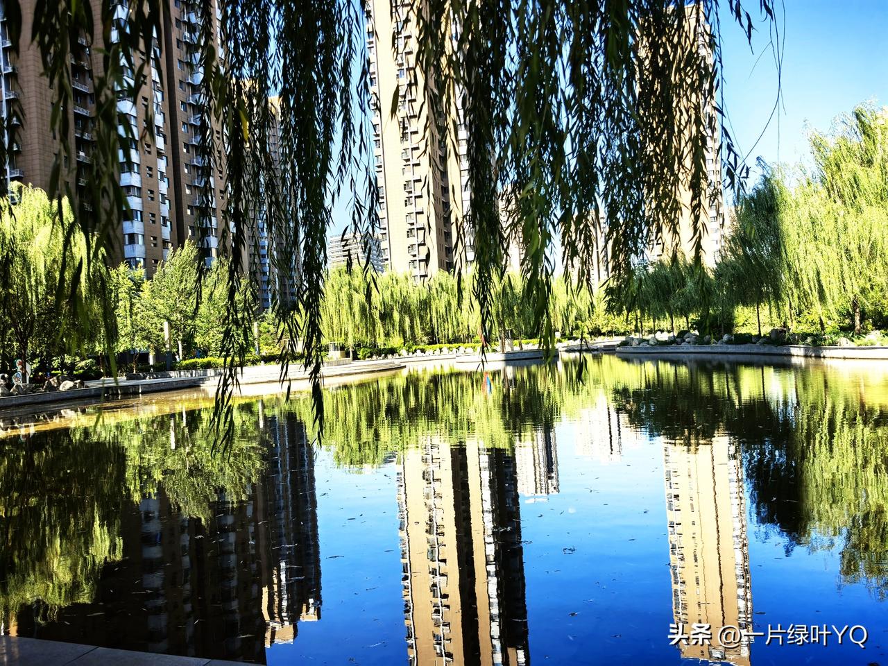 柳垂碧水映楼宇，一湖清景揽晴空。