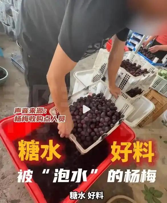 福建杨梅浸泡“药水”的丑闻，撕开了农产品流通链条上的灰色口子。8000倍甜度的“