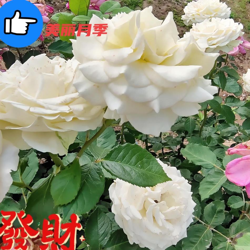 拍一张今天的月季美照