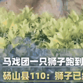 马戏团一只狮子跑到大街上，目击者：太危险了 看一半就走了