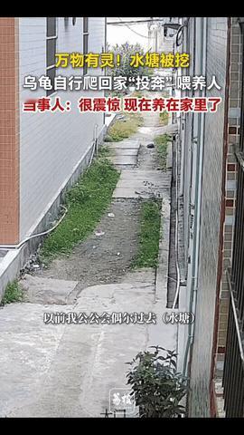 “万物有灵！”广东汕头，一乌龟生活的水塘被挖。没想到，它自行爬回家“投奔”喂养它
