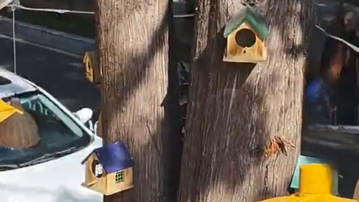 🔥云南行道树太会了！枝头挂满满屏温暖。云南的行道树从不让人失望！冬日有嬢嬢团织