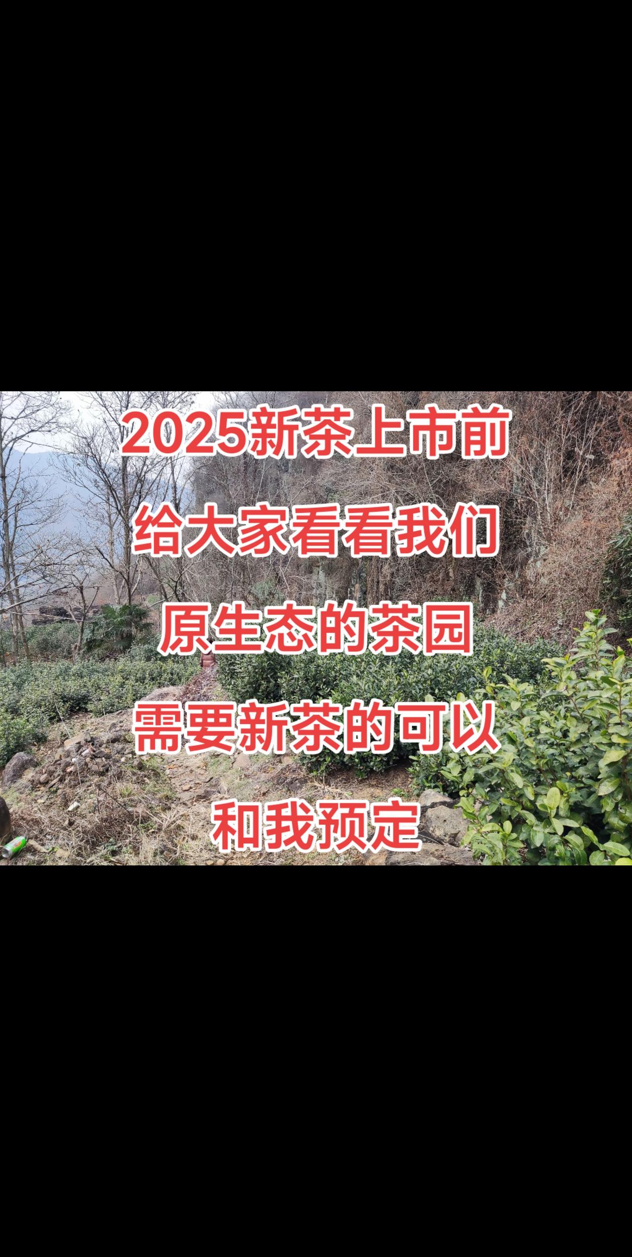 茶园风光 爱喝茶的关注我 今天你喝茶了吗 爱生活爱喝茶