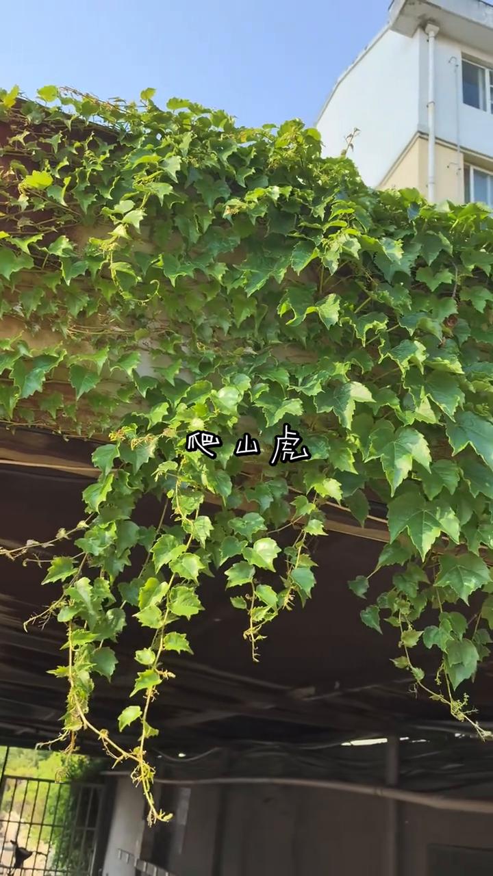 爬山虎。
爬山虎。