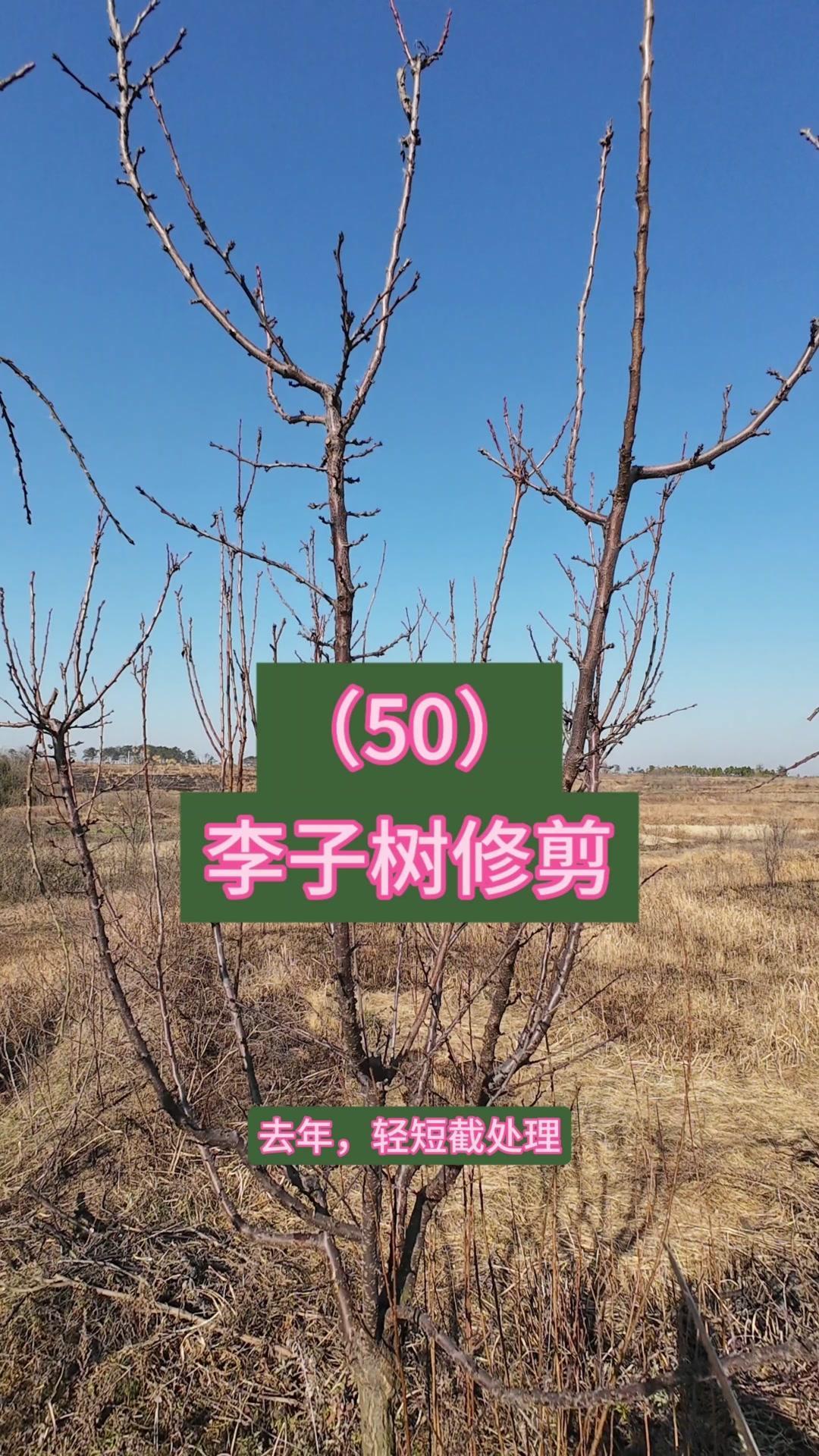 🍃高位嫁接李子树修剪，关键在控旺和结果枝培养！
去年对萌发的直立枝条全部短截，