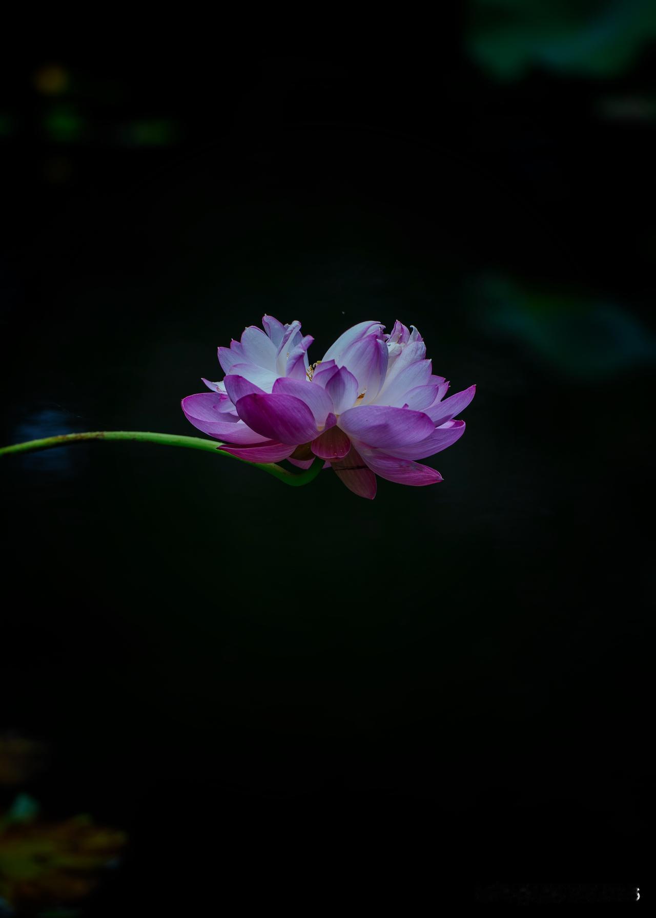 我的夏花｜幽池藏夏，荷蜓相逢

伏天寻静，偶遇中山植物园一隅小池，鲜少游人到访，