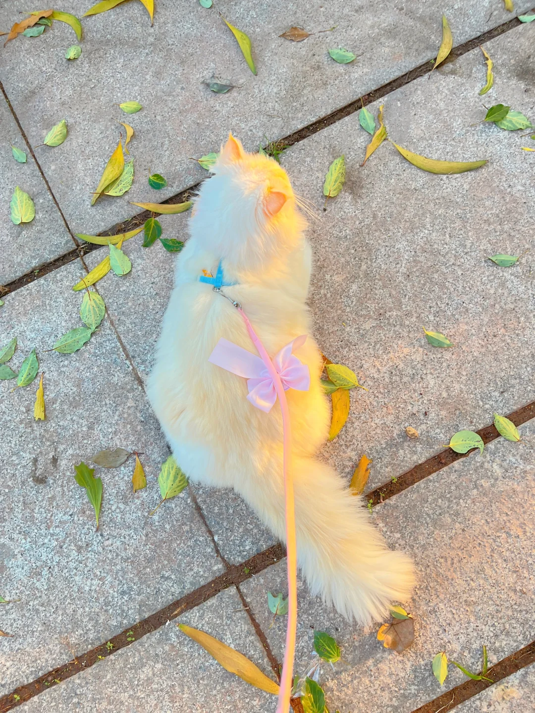 春天到了 该遛小猫了