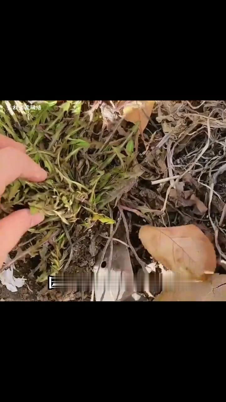如果你这个季节在东北看到一群人蒙着面拿着刀，千万别着急跑，因为他们是去挖婆婆丁的
