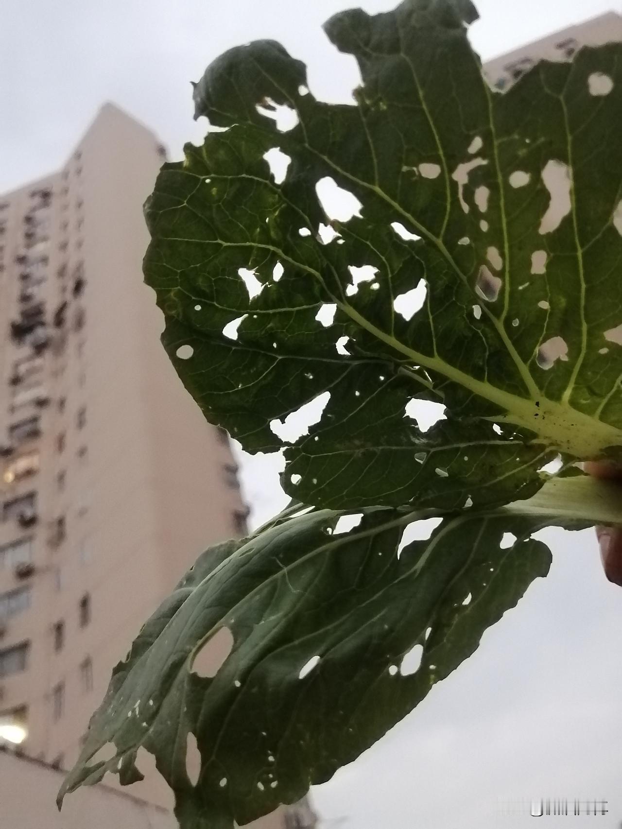 不带穷字，如何表达没钱了无农药、无化肥，我在泡沫箱里种了菜，总比那些绿油油的菜安