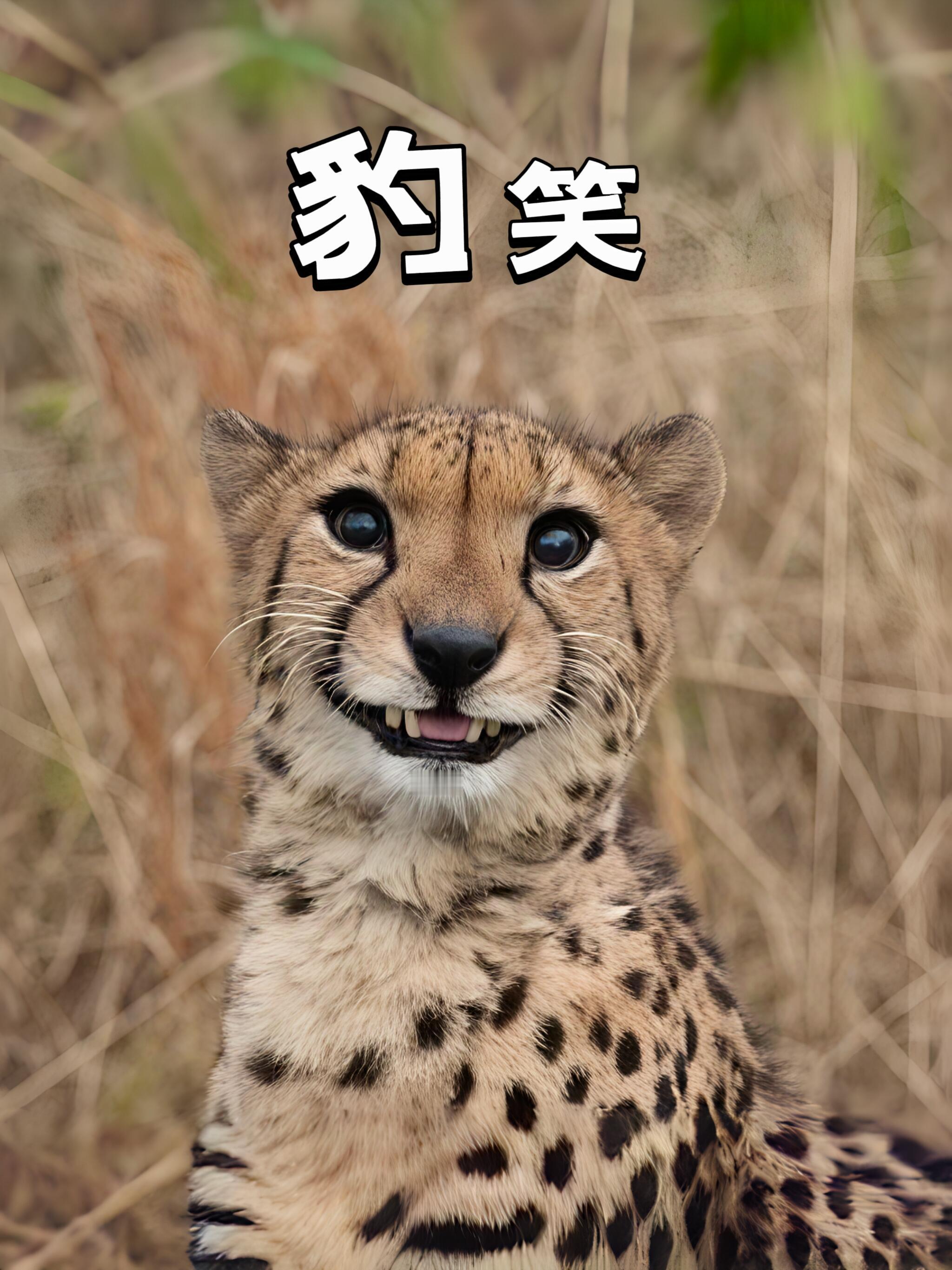 正式确诊为豹豹综合症 ​​​