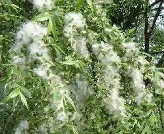 终于弄明白了
为什么今年北方飞絮这么离谱，不是树突然“发疯了”，也不是城市不管了