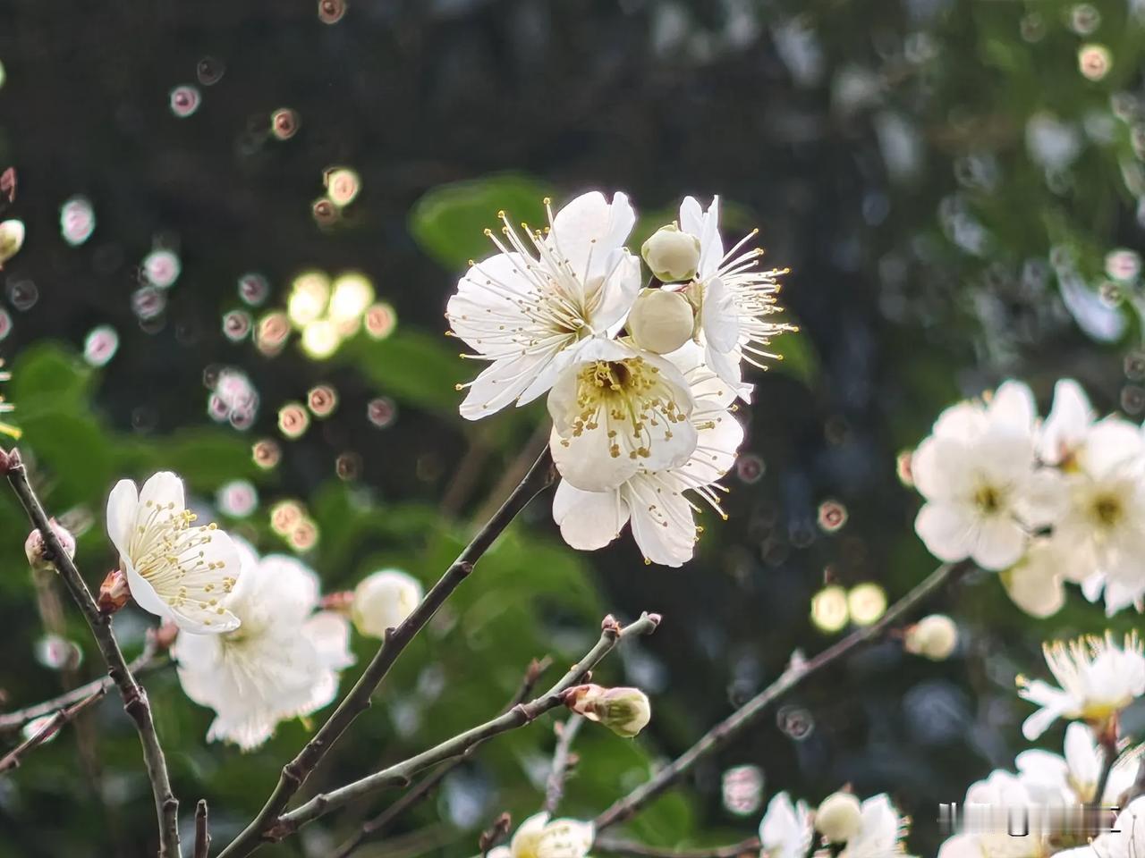 手机微距拍花
天气晴朗，春光灿烂
花儿绚烂，蜜蜂忙碌
用手机随手拍记录这一刻
镜